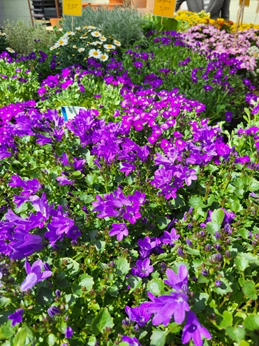 Sommerblumen Hannover